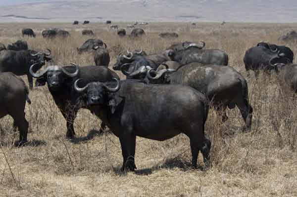 51 - Tanzania - Bufalos africanos - crater del Ngorongoro